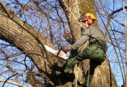 potature di piante, siepi, alberi di alto fusto