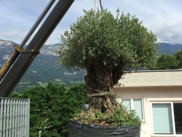 stefans-garden giardini creazione.jpg